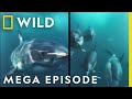 Sharks: King of the Ocean | MEGA EPISODE Epic Battle Compilation | Marine Predators | Nat Geo WILD