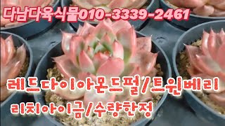 레드다이아몬드펄/트윈베리/리치아이금/수량한정    다남다육식물010-3339-2461  강서구개화동530-3  화훠단지A동