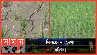 নীলফামারীতে পানির অভাবে আমনের ক্ষেতে ফাটল ! | Nilphamari Water Crisis | Nilphamari Farmers | Paddy