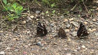 オオイチモンジ/Limenitis populi 北海道津別町 2018/07/09 Tsubetsucho Hokkaido, Butterfly of Japan