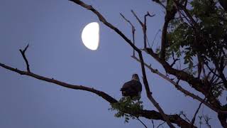 月とオオタカと鳴き声と