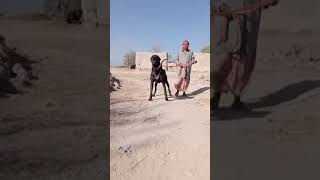 Rich Solid Black Pakistani Bully kutta