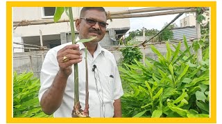 259 -🥐 kasthuri turmeric/ కస్తూరి పసుపు#natural#terrace garden.