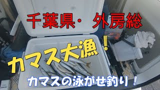 外房総カマスの泳がせ釣り。大型青物狙い！＃泳がせ釣り、ヒラマサ、ブリ狙い。