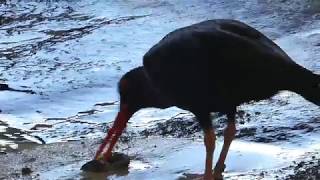 Black oystercatcher feeding enrichment