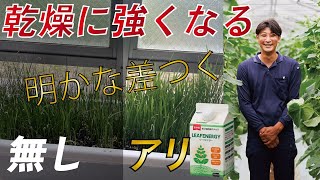 酢酸もうまく使いましょう。農業収益UPs‼　LaPlaS　leaf-energy