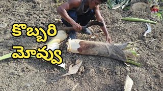 కొబ్బరి మొవ్వు||Palm heart