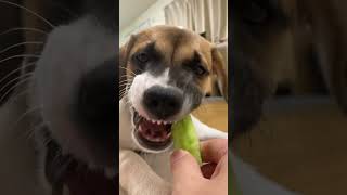 きゅうり食べて変顔🥒🤪#野菜大好き犬 #犬のいる暮らし #犬 #asmr #dog