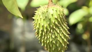 Durian Belanda ANNONA HERBS