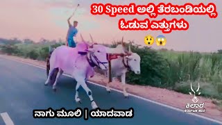 ನಾಗು ಮೂಲಿ - ಯಾದವಾಡ  ಅವರ ತೆರಬಂಡಿಯ ಹೋರಿಗಳು || Nagu moli  | yadavada || ಹೆಚ್ಚಿನ ಮಾಹಿತಿಗಾಗಿ - 9591710372