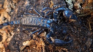 How To Safely Handle Your Asian Forest Scorpion