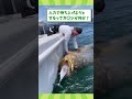 水生生物の面白かわいい動画見て癒されたら寝ろwww　 2ch動物スレ 動物 タコ shorts 2ch