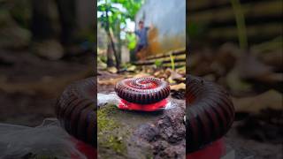 Iconic! Look, this man is dancing when he successfully calls a millipedes with a lollipop #millipede