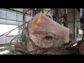 american pin oak sawing