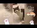 超会撒娇的小猫合集~谁不想拥有一只这样的嘤嘤怪~喵呜~ cat healing cute cutecat