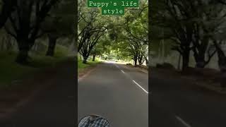 @puppyslifestyle Beautiful Theni Chinnamanur Road