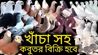 খাঁচা সহ কবুতর কিনুন পানির দামে ৩৫+ জোড়া রানিং কবুতর, ৫ জোড়ার সাথে ডেলিভারি ফ্রী #কবুতর #pigeon