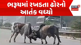 Bharuch Stray Cattle News | ભરૂચમાં રખડતા ઢોરનો આતંક વધ્યો | Stray Cattle Fight | Bharuch Palika