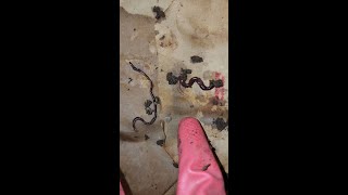 Blues vs Reds - Worms that is! #compostingworms #vermicomposting