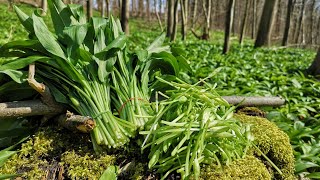 เก็บดอกกระเทียมป่า 2021 Picked wild garlic 🇨🇭🇨🇭🇨🇭.