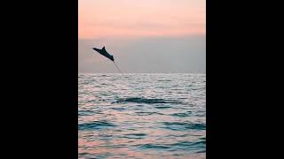 Ocean Life and Nature Documentary - Amazing Underwater Marine Life Documentary | Coastal Seas#shorts