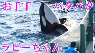 ラビーちゃんのファンサ可愛すぎ～😍 鴨川シーワールド シャチ Kamogawa Sea World