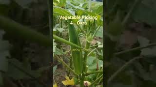 Vegetable Picking 4 - Okra #vegetablefarm #organic #okra #beans #shorts #youtubeshorts #farmtotable