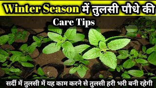 Winter 🥶 Season Tulsi Plant Care Tips | सर्दी में तुलसी पौधे में एक काम करें तुलसी घनी |#🔥ViralVideo