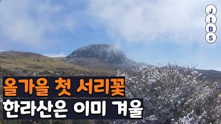 올가을 첫 서리꽃...한라산은 이미 겨울 / JIBS / 제주 / 2022.10.18