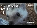 ハリネズミが針を立てる瞬間 at the moment hedgehog make the needle