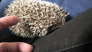 ハリネズミが針を立てる瞬間 / At the moment hedgehog make the needle