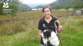 Snowdonia Shepherdess