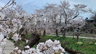 【お花見もリモートで】忍野八海の富士山と桜2021【忍野新名庄川】