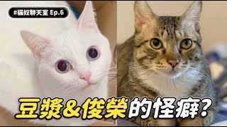 【豆漿&俊榮的怪癖？】 #貓奴聊天室 EP.6 志銘與狸貓 ft.豆漿