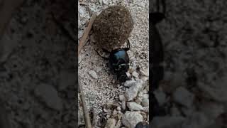 Uphill struggle | Dung beetle at Jardin del Eden Mexico cenote insect life #nature #travel #explore