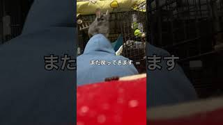 【朝活】飼い主に乗って遊ぶチンチラが自由すぎる＃chinchilla＃チンチラ＃shorts