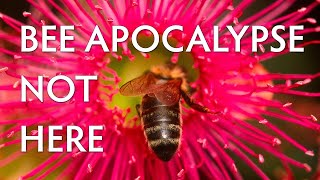 Bee apocalypse: are we losing our honey bees?