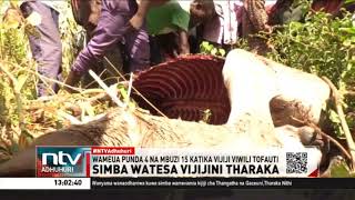 Simba watesa vijijini Tharaka Nithi