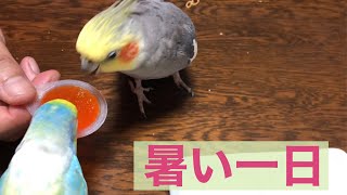 オカメインコ、セキセイインコ暑い一日