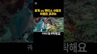 대왕꽃게 vs 핵펀치 맨티스쉬림프 영역싸움이시작된다!!! #animals #동물