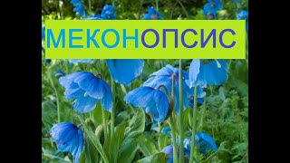 Голубое чудо из Гималаев! Меконопсис (Meconopsis) цветение в саду.Голубой гималайский мак видео