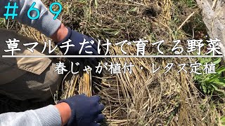 【自然農】草マルチで育てるじゃがいもとレタス｜春じゃが植え付け