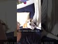 dog poses for selfie hilarious