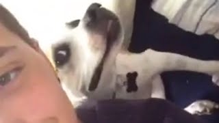 Dog Poses for Selfie - Hilarious