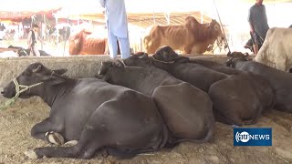 Situation of cattle markets in Jalalabad ahead of Eid | وضعیت بازار مواشی در جلال آباد در آستانه عید