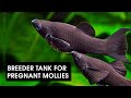 Make a Breeder Tank for Mollies | DIY