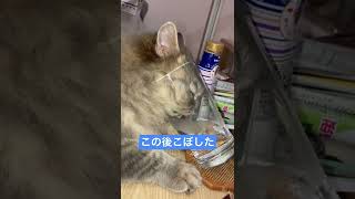 コップで水を飲みたがる猫