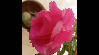 அடினியம்/ பாலைவன ரோஜா வரலாறு/History of Adenium/Desert Rose