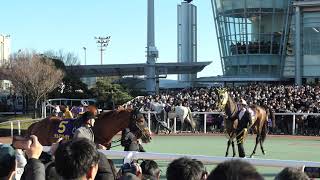 2024年12月29日。東京大賞典パドックに各馬登場