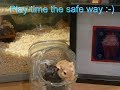 Basic gerbil care an A-Z guide on gerbils! Basic gerbil care an A-Z guide on gerbils!
